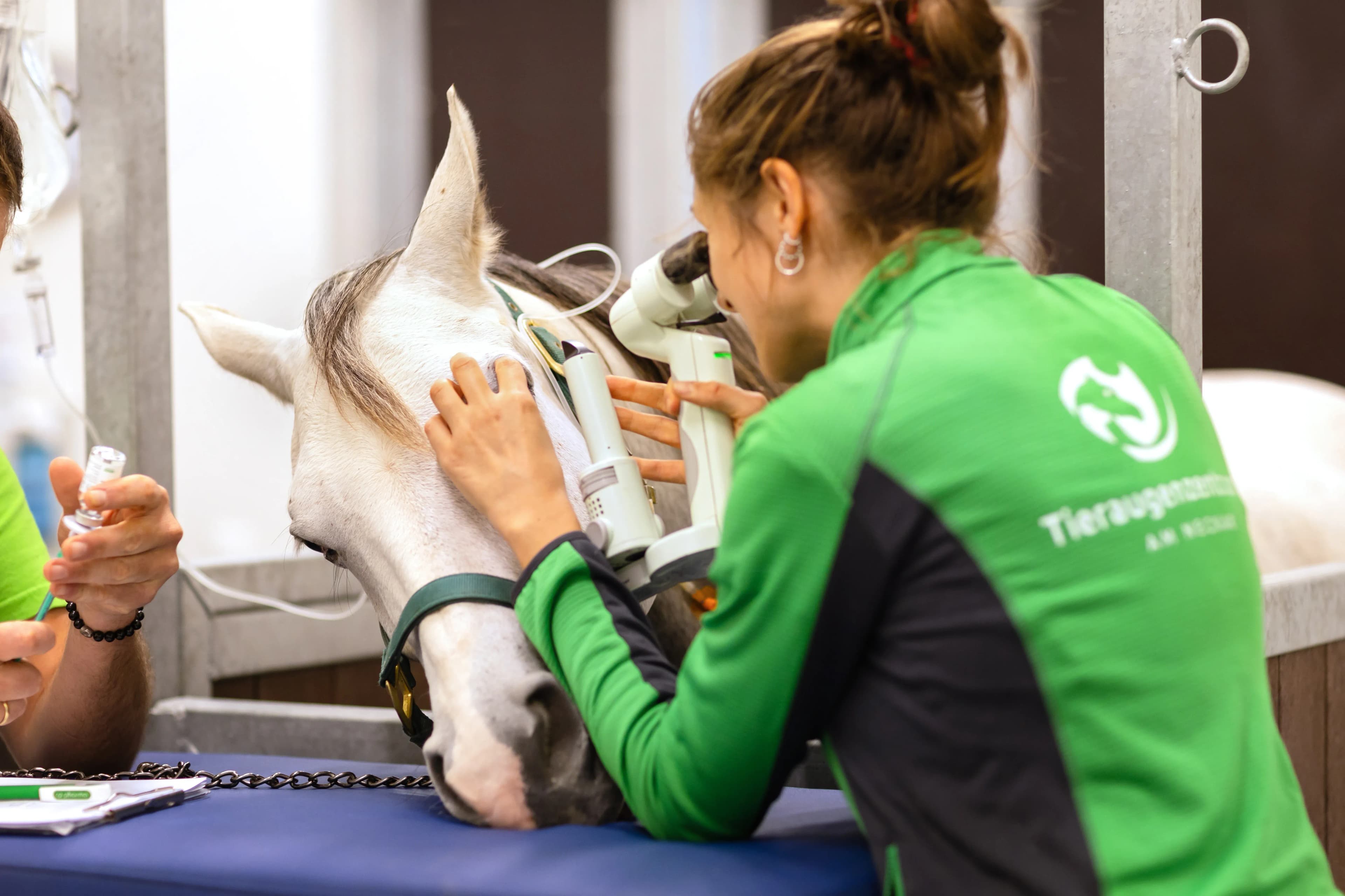 Vétérinaire examine un cheval