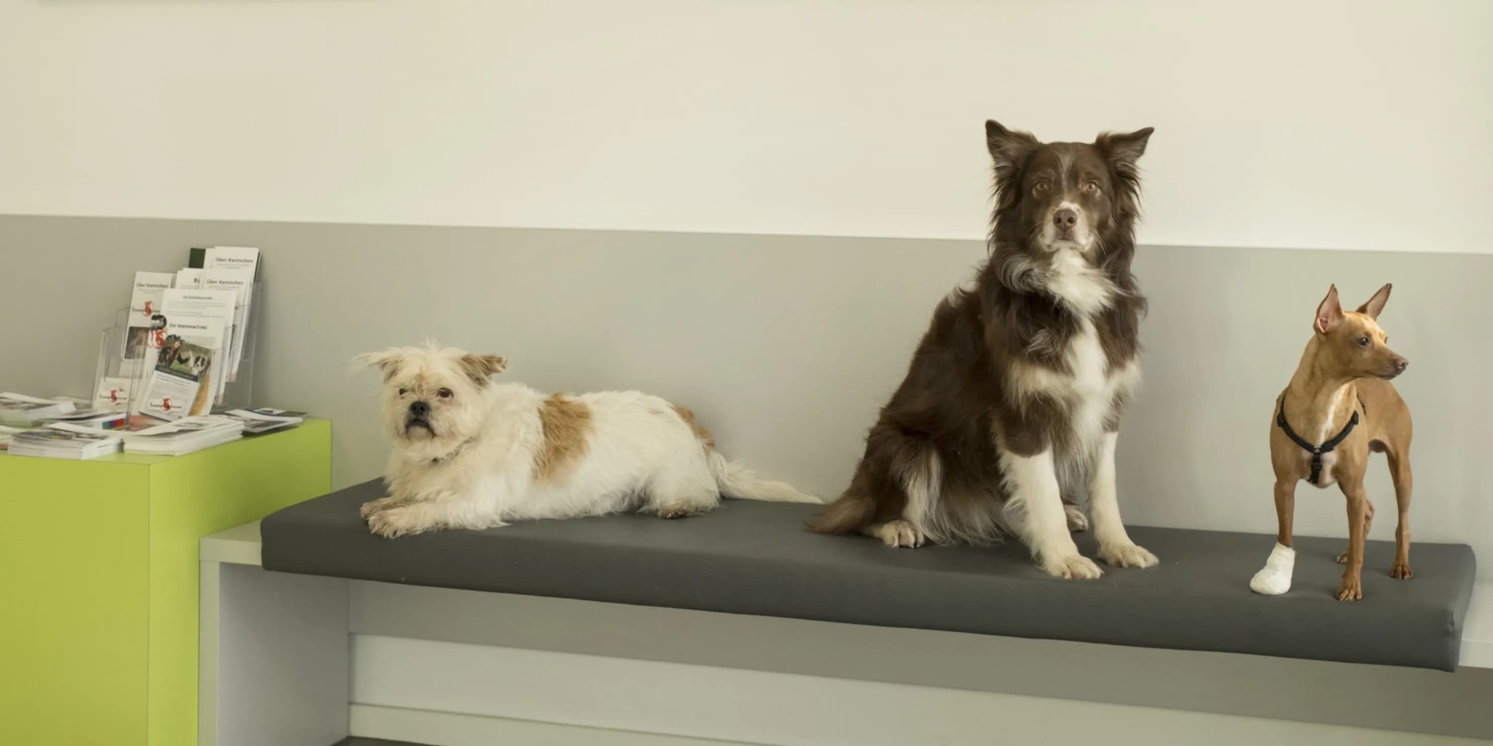 2 Hunde beim Tierarzt