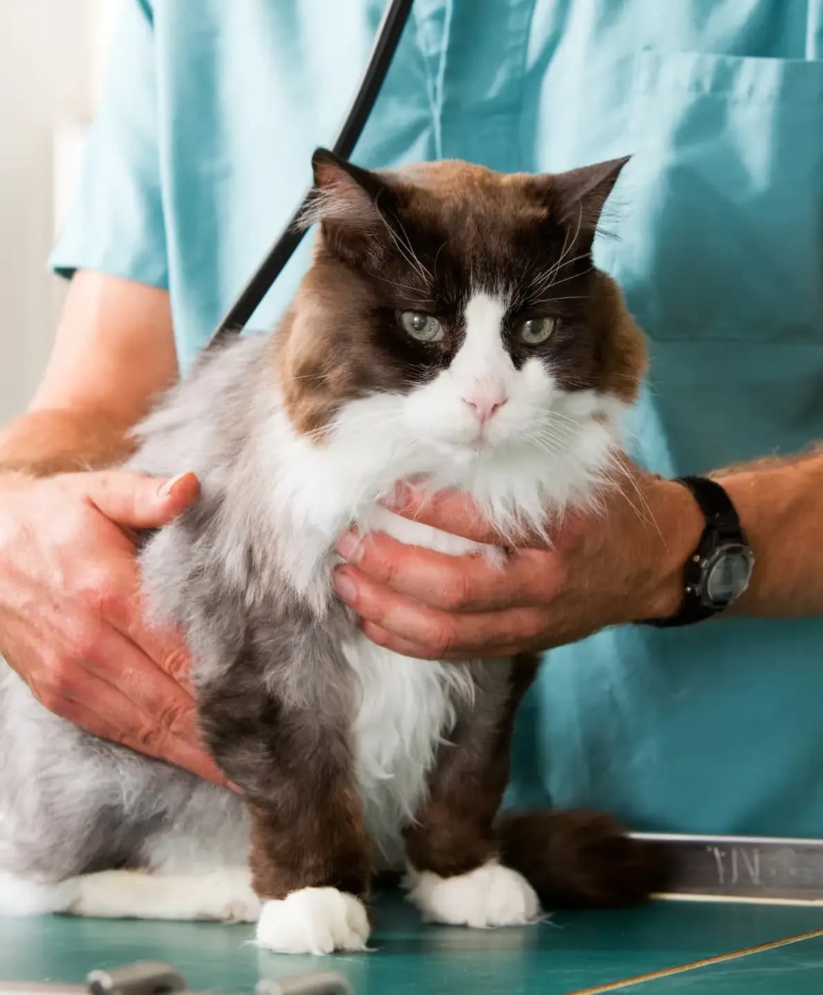 Vétérinaire tenant un chat