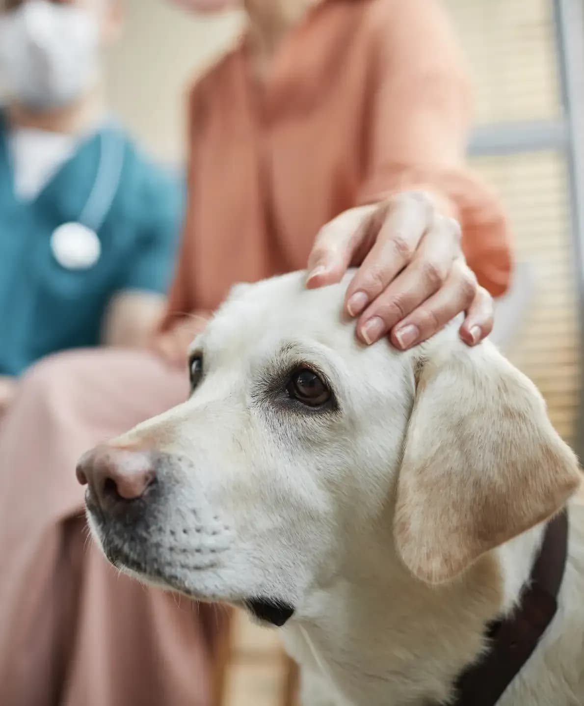 Hund wird gestreichelt