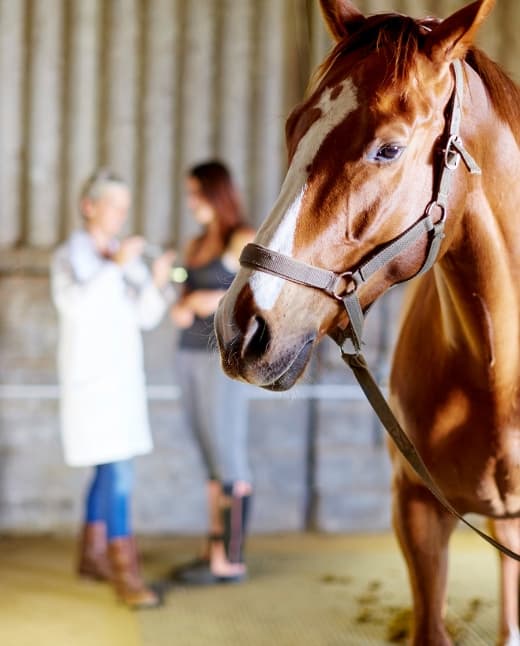 Vétérinaire équine lors de l’examen