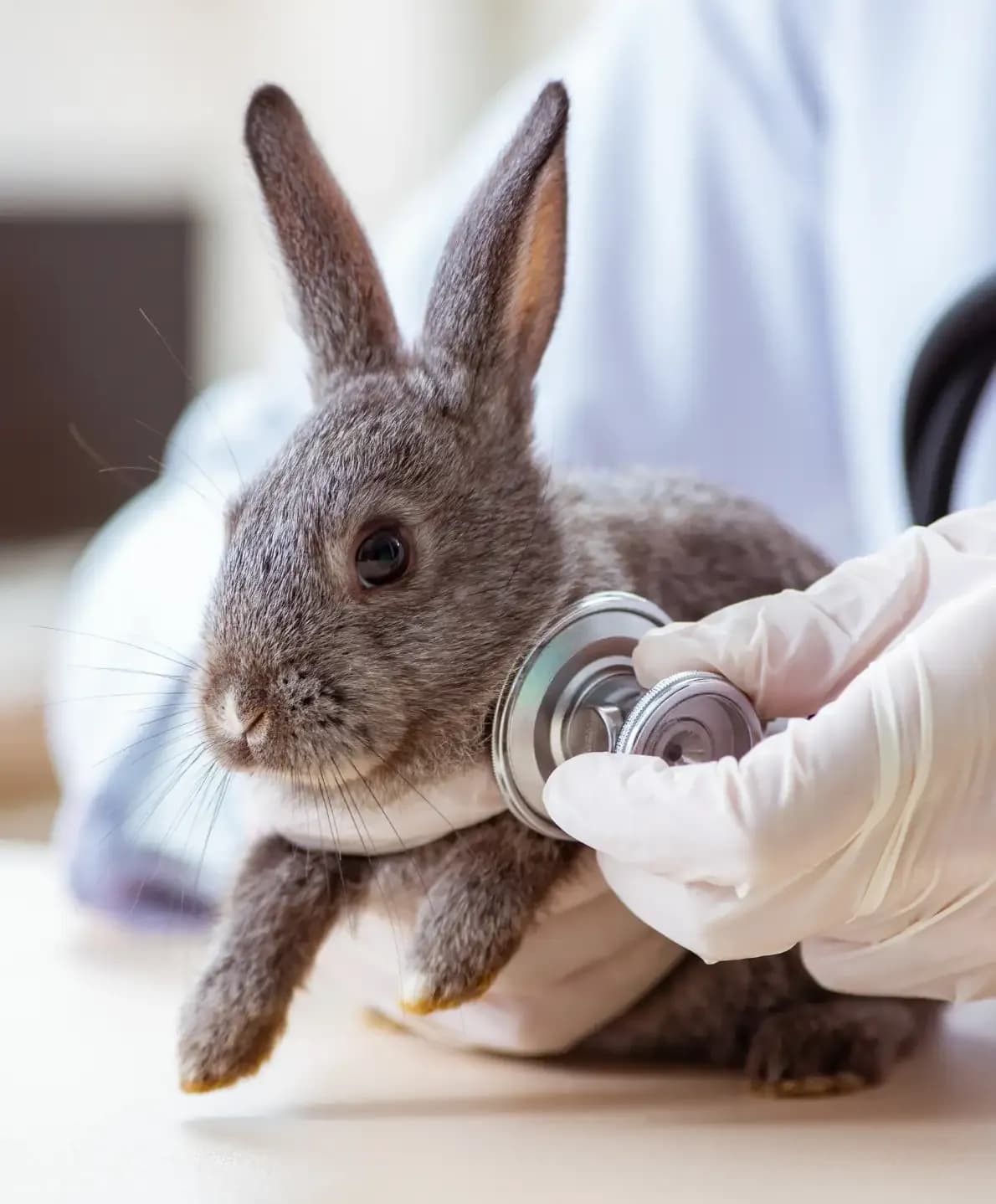 Vétérinaire examine un lapin