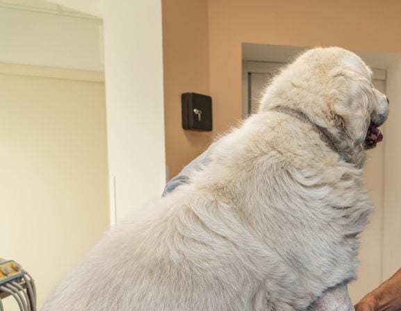 Vétérinaire français examinant un chien
