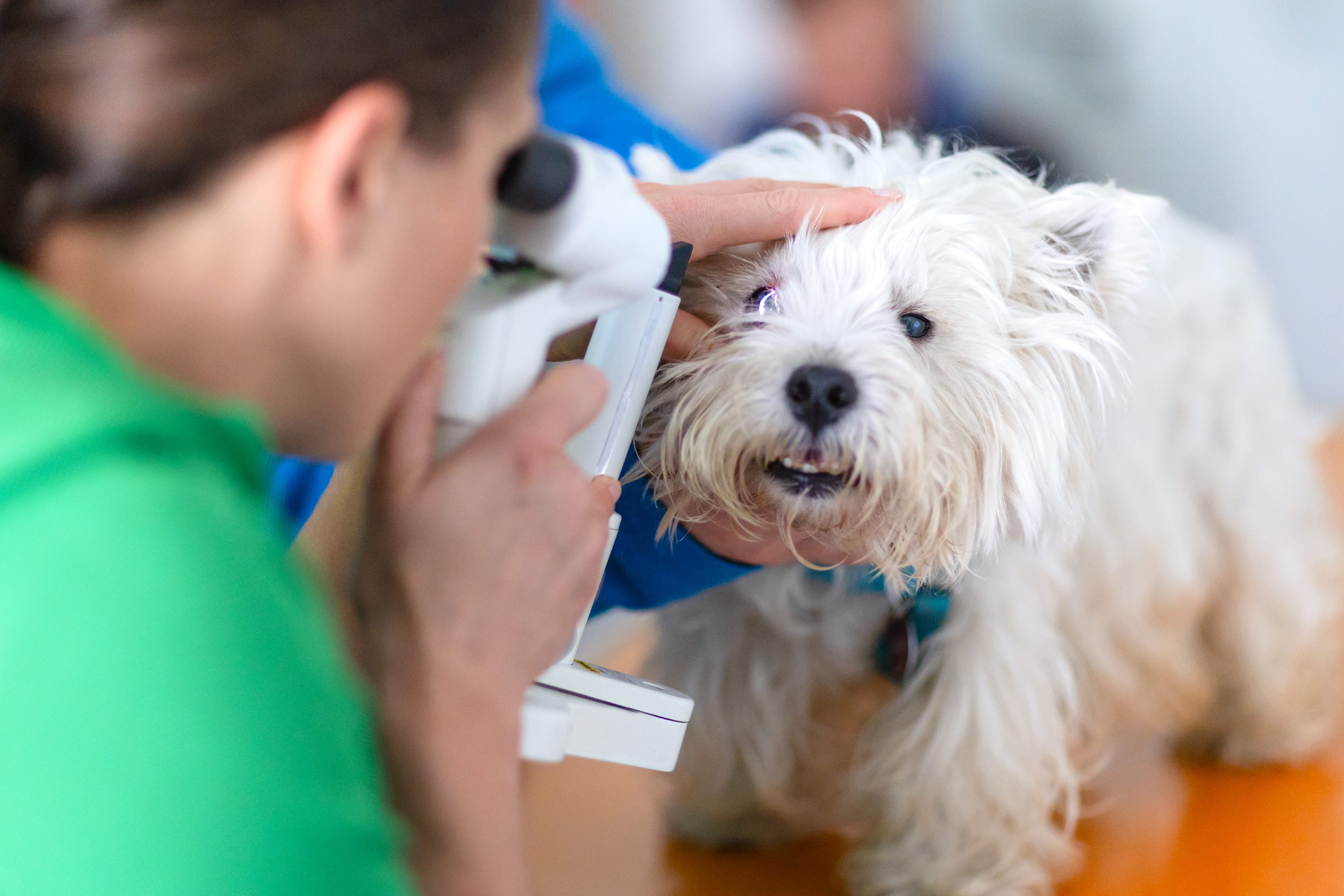 Vet Examining a Dog