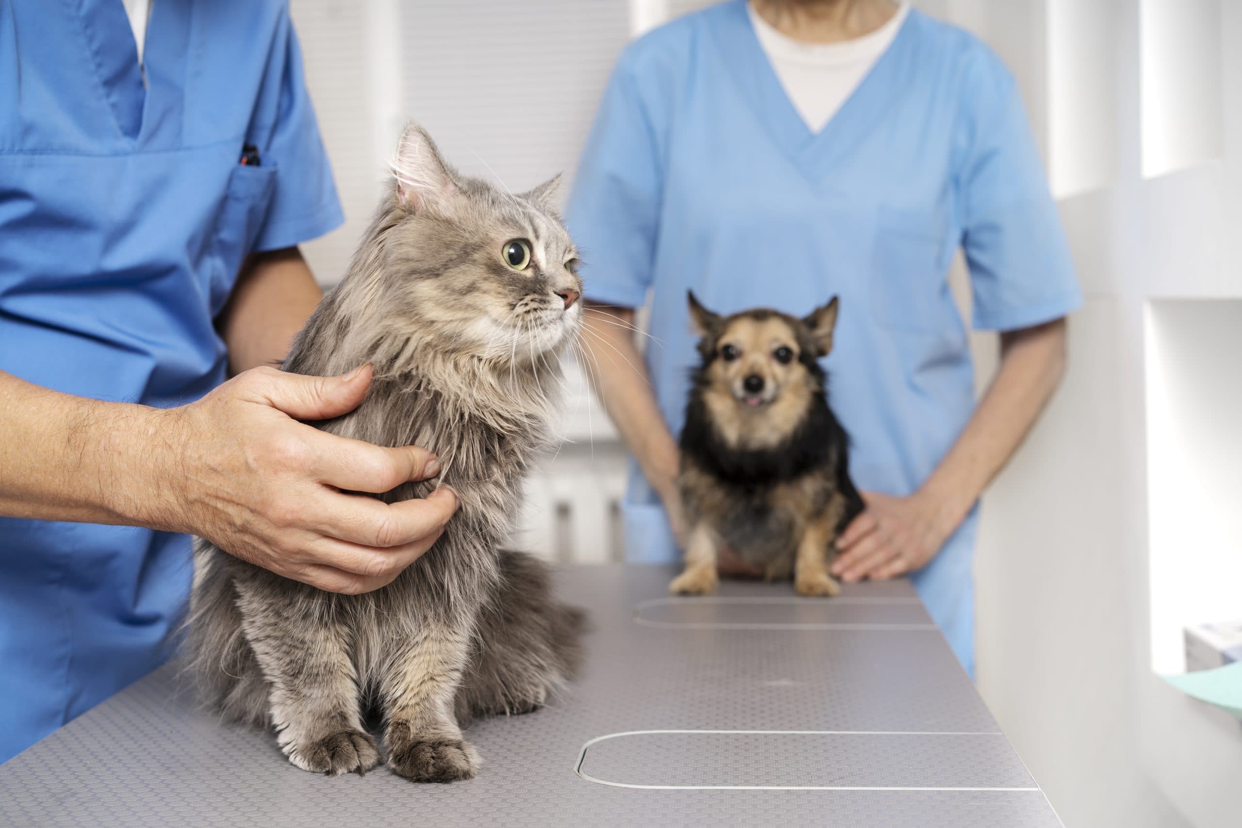 close-up-veterinary-doctor-taking-care-pet-scaled