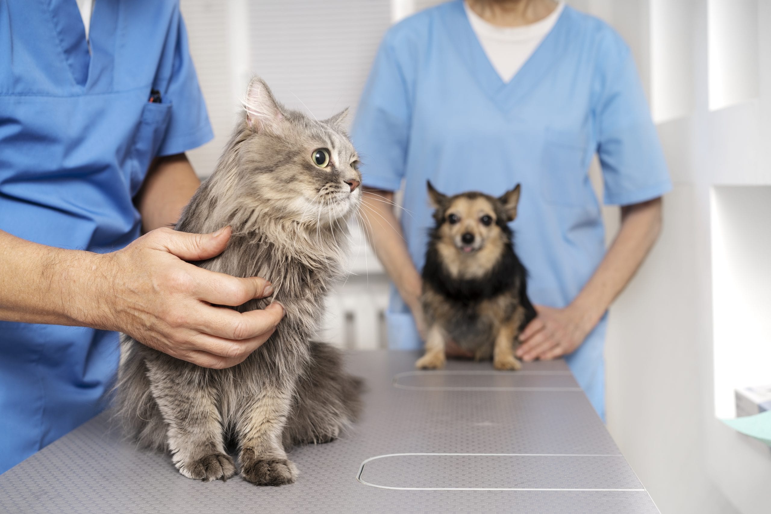 close-up-veterinary-doctor-taking-care-pet-scaled