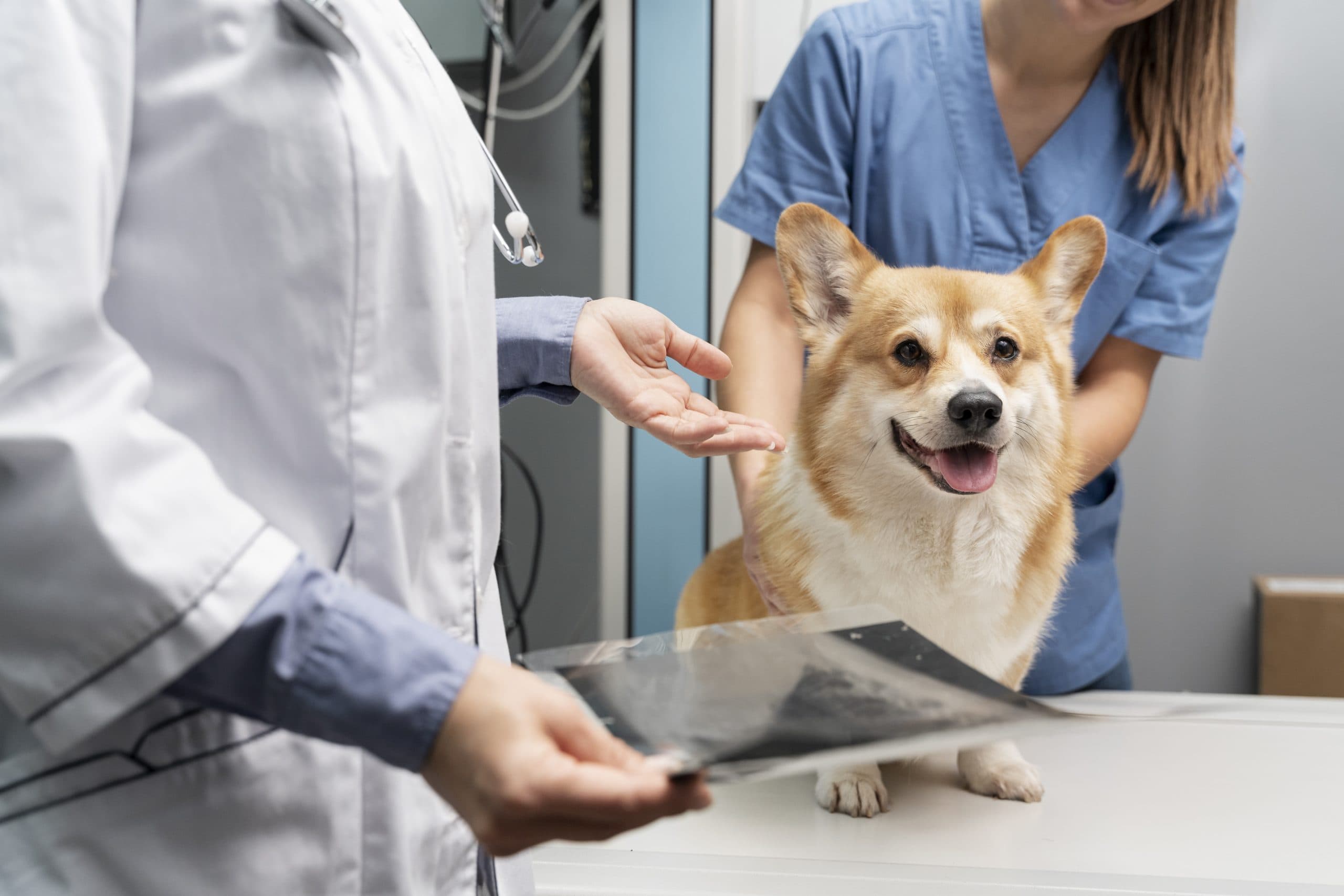 veterinarian-taking-care-pet-dog-scaled