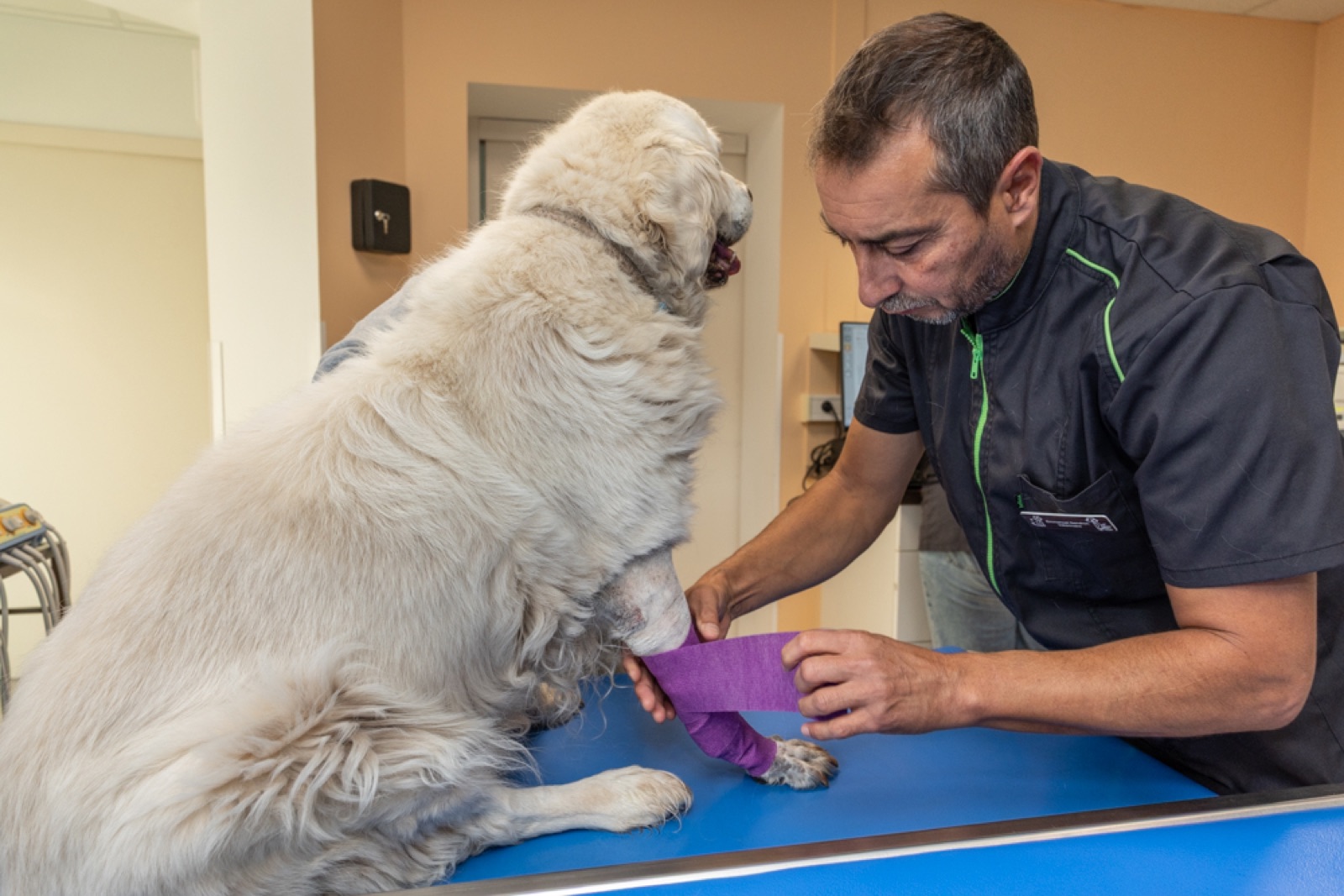 Vet caring for a dog