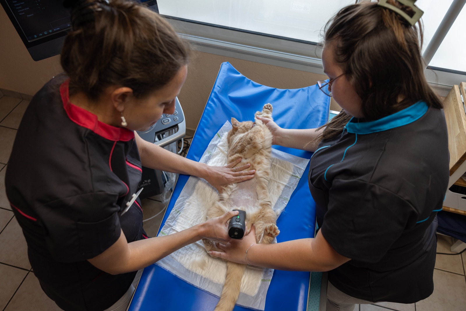 Two vets examining a cat