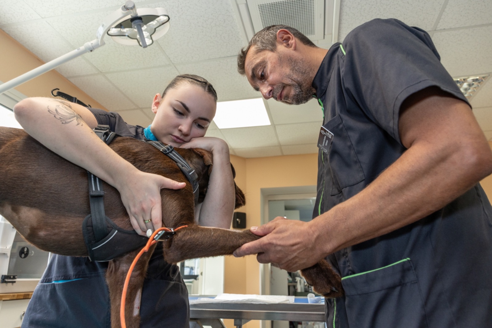 Vet team with patient